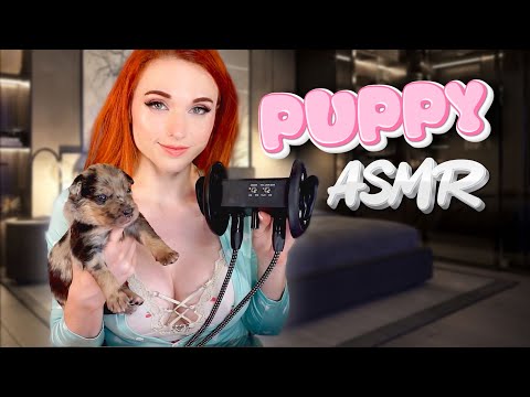 andy twyman add amouranth doggy photo